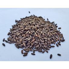 Gladfield Chocolate Rye Malt per kg