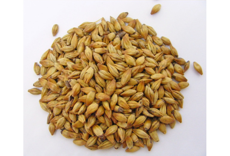 Malt Grains